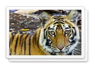 Click to view our customer sites